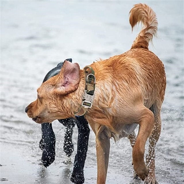 Heavy-Duty Dog Collar